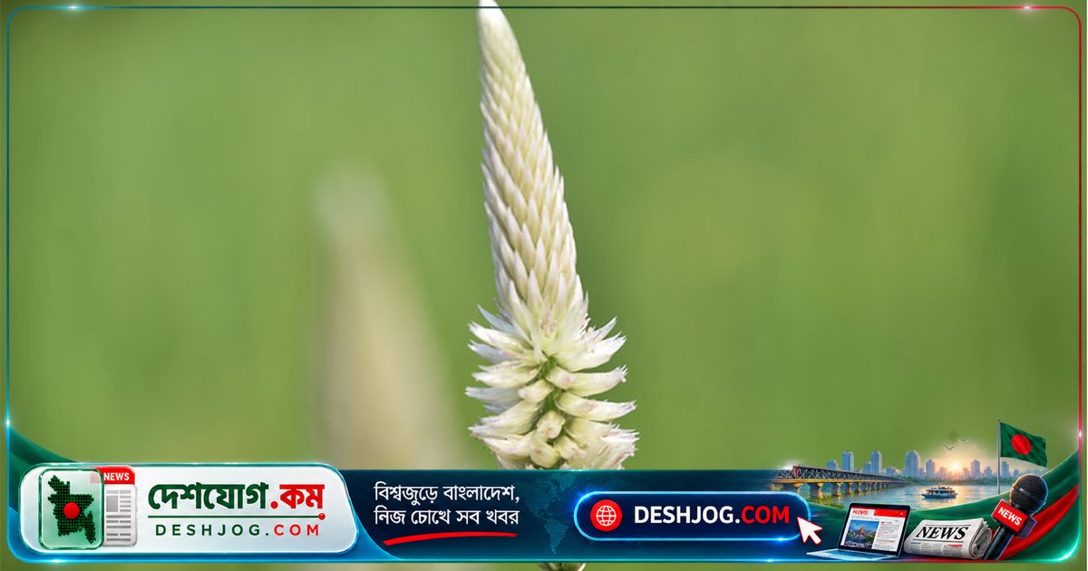 রাজশাহীর পুঠিয়া উপজেলায় রুপালি কক্সকম্ব ফুলের অদ্ভুত সৌন্দর্য: গ্রীষ্মমণ্ডলীয় উদ্ভিদের ছবি