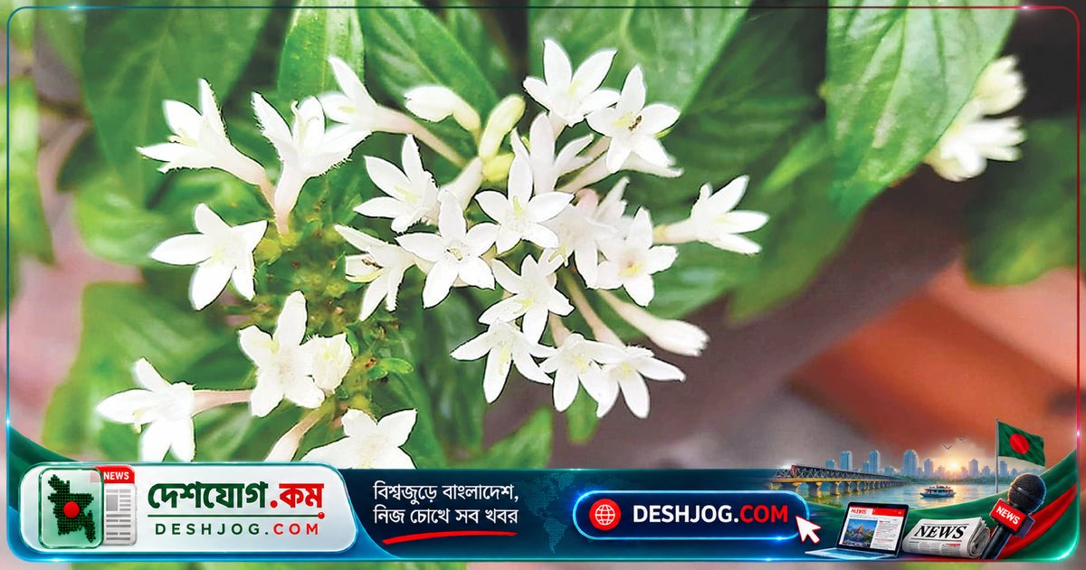 সাদা পেন্টাসের স্নিগ্ধ সৌন্দর্য: ঢাকার বনানীতে প্রকৃতির অদ্ভুত উপহার