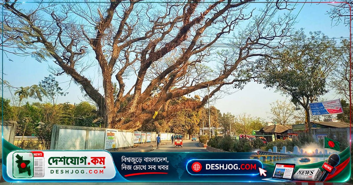 সৈয়দপুরের শতবর্ষী গাছগুলো কাটার পিছনে কী ঝামেলা? বন বিভাগের অনুমতি নিয়ে বিতর্কের কেন্দ্রে রেলওয়ে কর্তৃপক্ষ