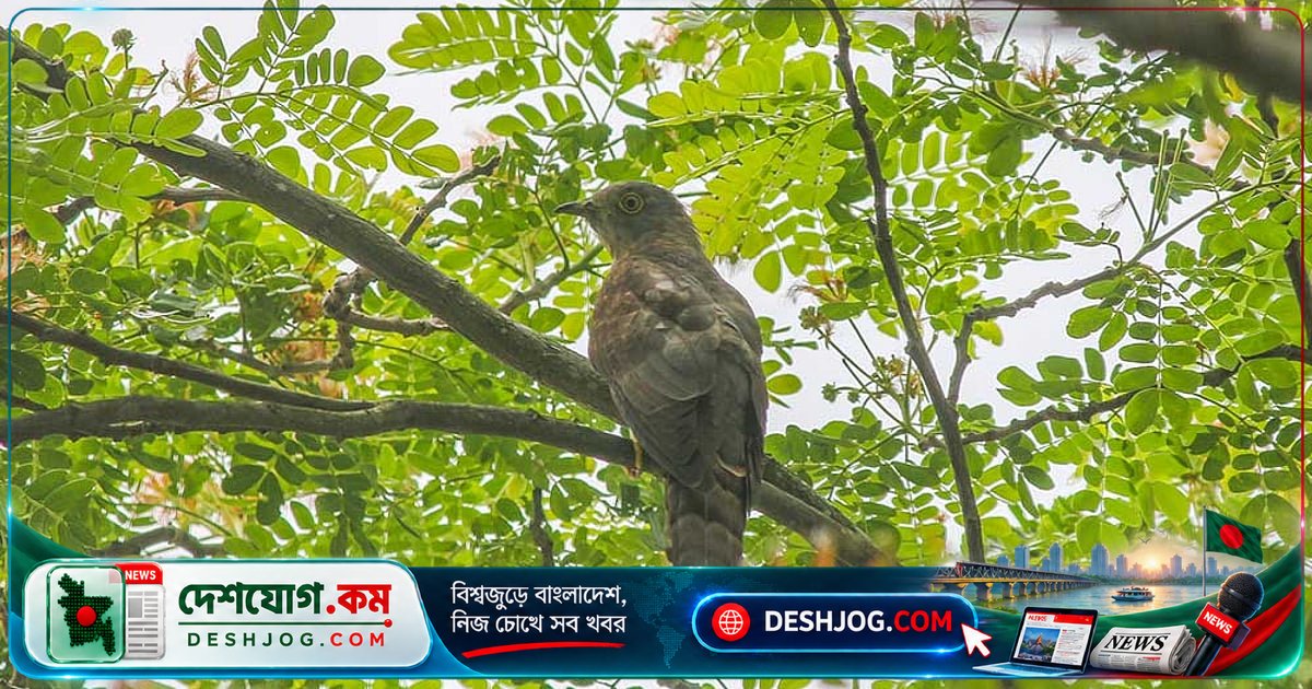 একই পাখির ডাকে তিন দেশের তিন ভিন্ন গল্প: প্রেম থেকে মৃত্যু পর্যন্ত