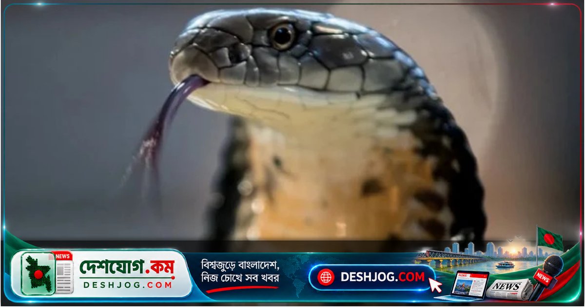 সাপ তাড়ানোর ৫টি কার্যকর উপায়: পুদিনা থেকে অ্যামোনিয়া পর্যন্ত গোপন টিপস