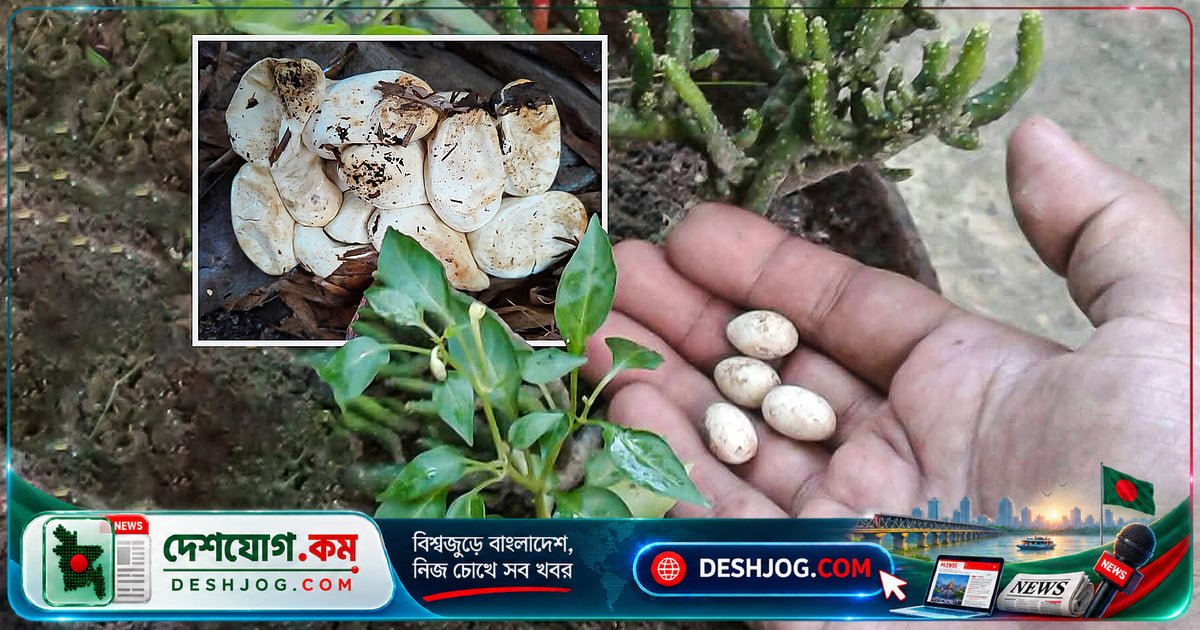 সাপের ডিম নাকি অঞ্জনের? টবে ৪টি, ঢেঁকিঘরে ১২টি ডিমের পিছনের গল্প