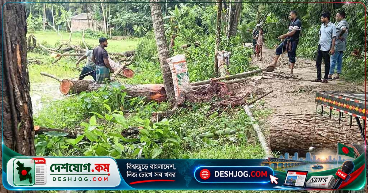 সাতক্ষীরার তালা উপজেলায় রাস্তার পাশের ২৫টি মেহগনি গাছ কাটা: স্থানীয়দের অভিযোগ, কর্তৃপক্ষ নিরুৎসাহিত