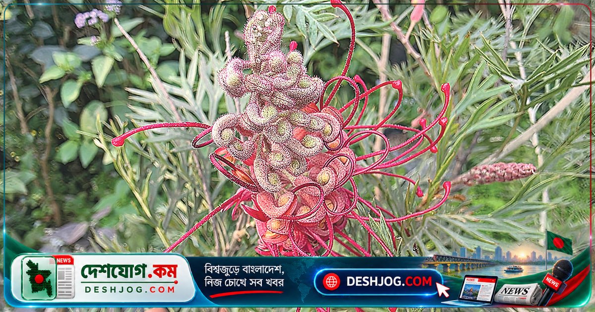 সাভারের নার্সারিতে পেয়েছে ‘মাকড়সার ঠ্যাংয়ের মতো’ অদ্ভুত গ্রেভিলিয়া ফুলের গাছ
