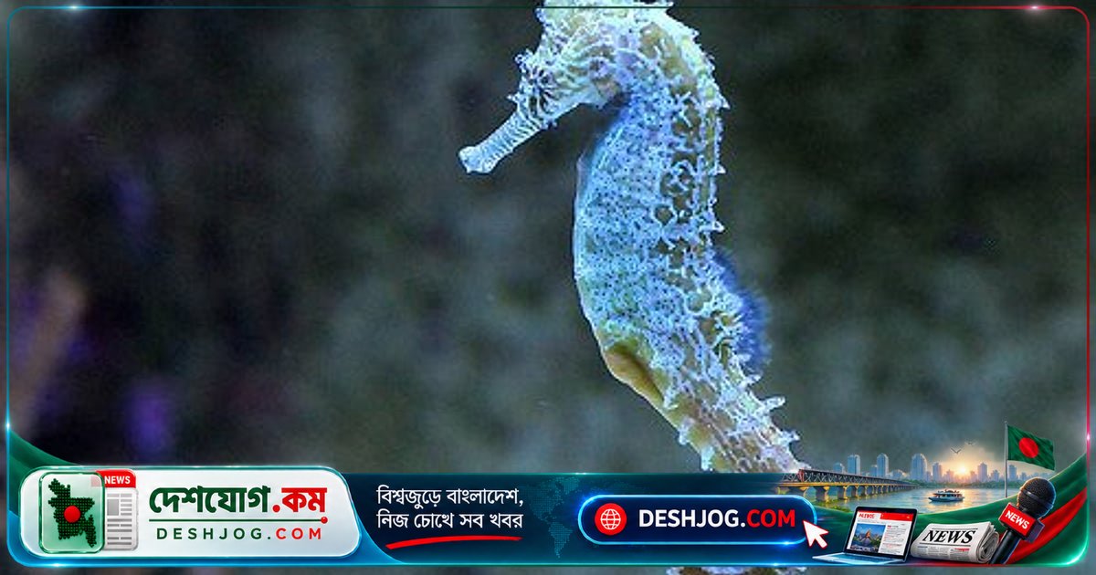 সমুদ্রের গভীরে পুরুষ মাছের সন্তান জন্মদানের অদ্ভুত রহস্য