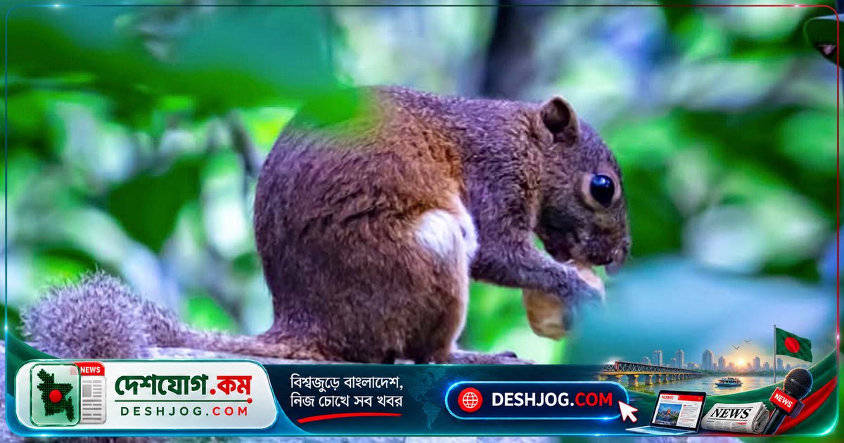 জানালার কাঠবিড়ালির সাথে গোপন বন্ধুত্বের অদ্ভুত গল্প