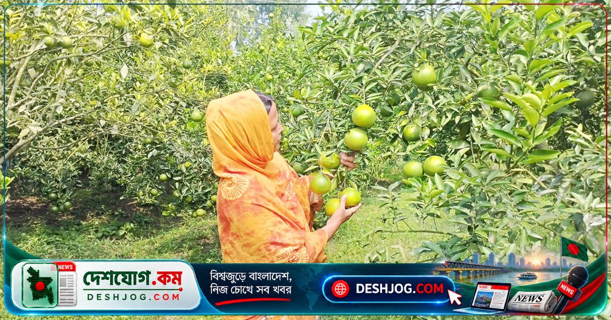 প্রত্যন্ত গ্রামের এই মহিলা মাল্টা চাষে সফলতা পেলেন ‘মাল্টা ভাবি’ হিসেবে পরিচিতি পেয়ে