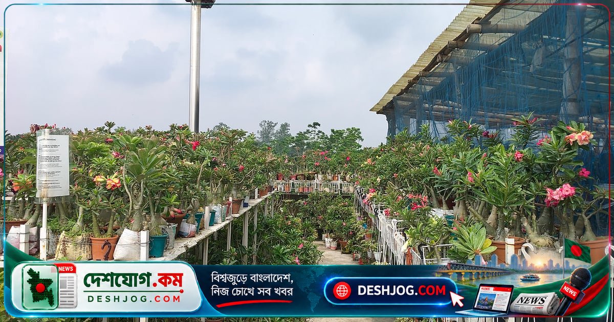 গাছের ভালোবাসা থেকে শুরু করে লাখ টাকার ব্যবসা: রাজশাহীর ছাদবাগানের গল্প