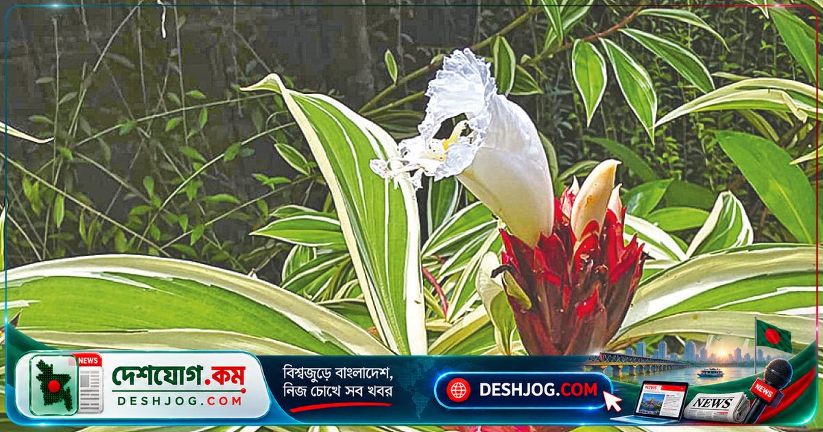 শরতের রূপগঞ্জে বিচিত্রা কেঁউ: প্রকৃতির স্বপ্নের মতো সুন্দর দৃশ্য