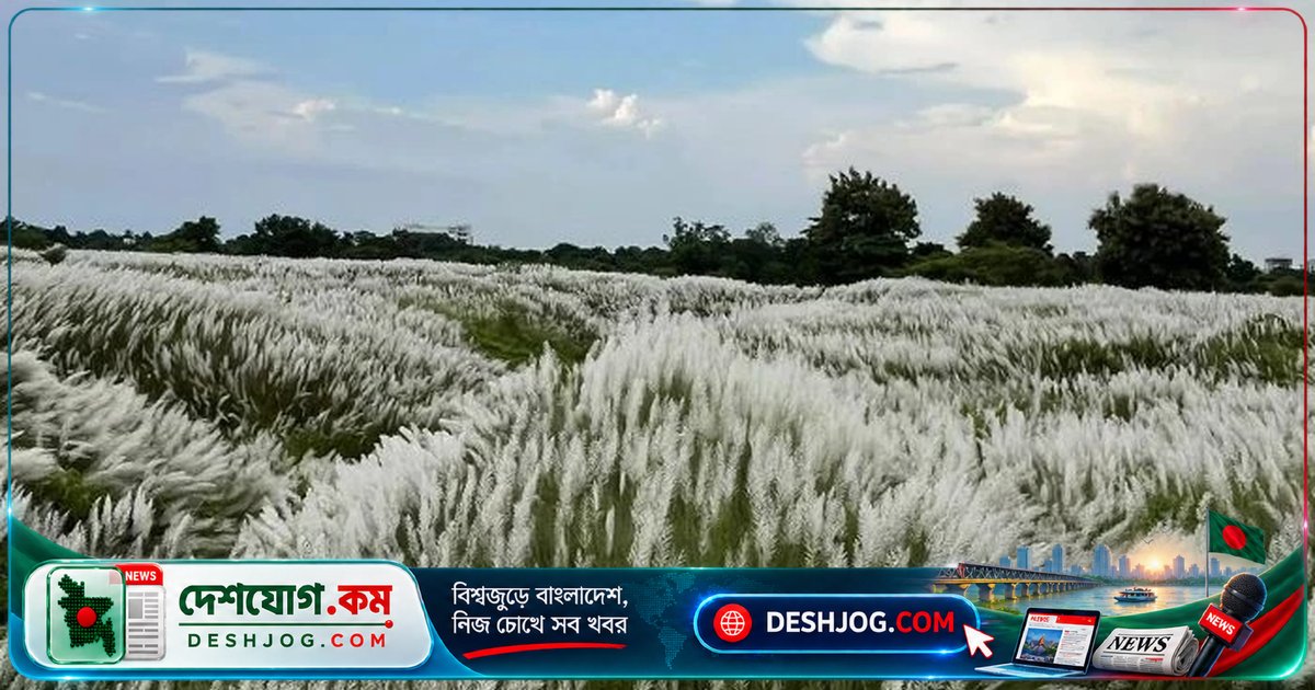 শরতের কাশফুলের মাঠে ঢাকার আশপাশের ৭টি গোপন গন্তব্য: প্রকৃতি ভোগার জন্য বেরিয়ে পড়ুন!