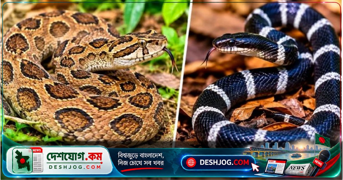 শরৎকালে সাপের উপদ্রব বাড়ছে: বাড়ির সুরক্ষা নেওয়ার ১০টি গুরুত্বপূর্ণ পদক্ষেপ