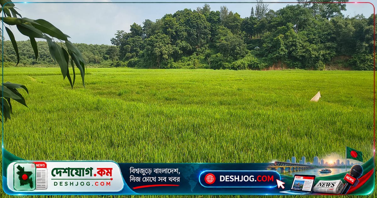 শেরপুরের সীমান্ত এলাকায় আমন ধানের সবুজ ঢেউ: প্রকৃতি চিত্রের মতো দৃশ্য