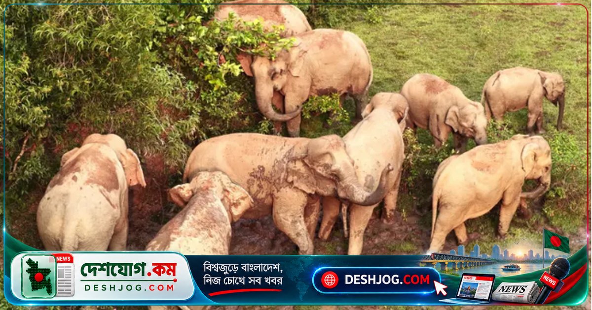 শেরপুর সীমান্তে আটকা পড়া ১৩০টি হাতির ভবিষ্যত কী? ভারতের বন্ধ সীমান্তের কারণে সংকটের গভীরতা