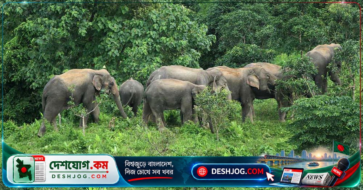শেরপুরের ধানখেতে হাতির পাল: খাবার ও নিরাপত্তার খোঁজে মাইগ্রেশন কেন বাধ্যতামূলক?