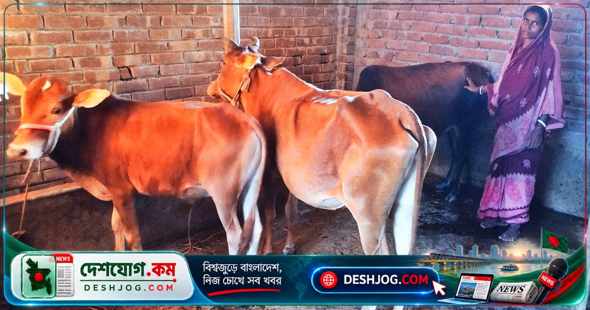 শেরপুরের ক্ষুদ্র জাতিগোষ্ঠীর পরিবার: বকনা বাছুর থেকে শুরু করে আয়ের নতুন পথ