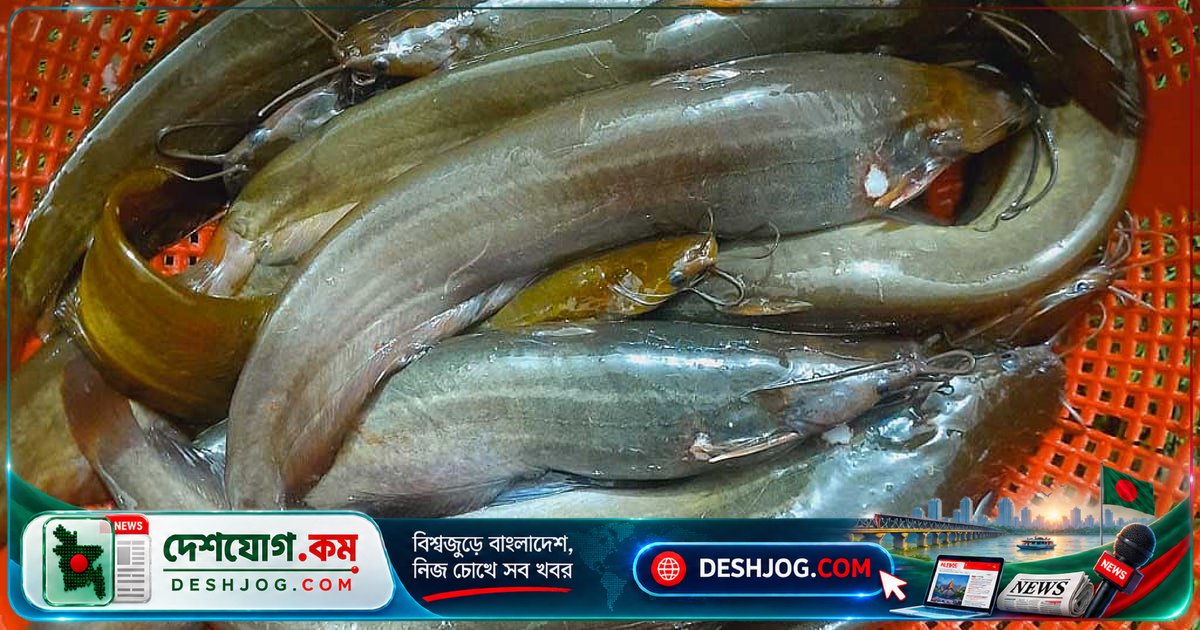 মাটির নিচে মাসের পর মাস বেঁচে থাকার রহস্য: শিং মাছের অদ্ভুত জীবনচক্র