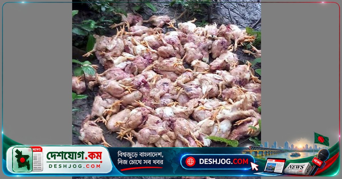 শরণখোলায় বনবিড়ালের কবলে তিন শতাধিক মুরগি নিহত, ক্ষতির মুখে খামারি