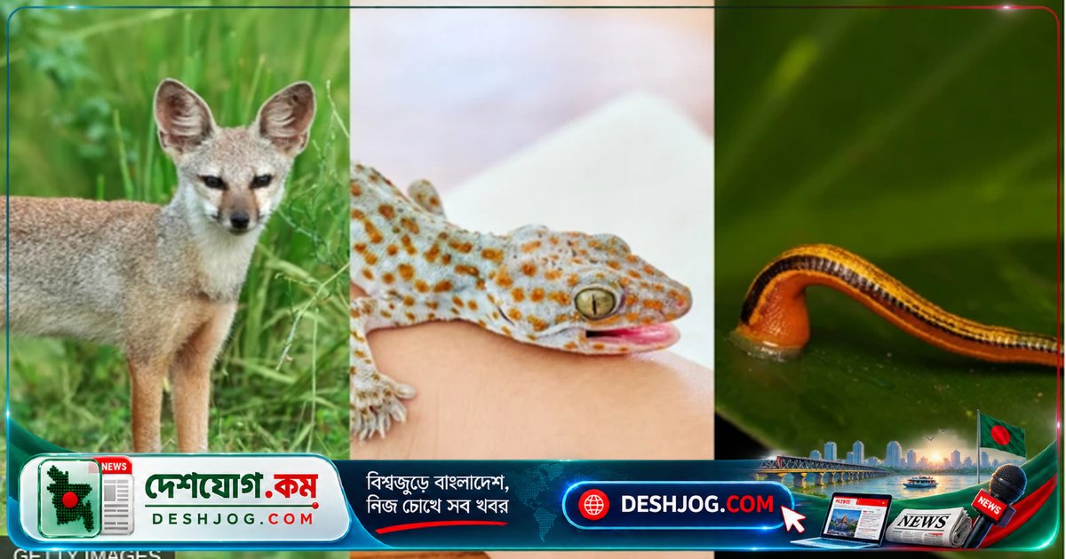 শিয়ালের মাংস, তক্ষক ও জোঁকের তেল: কতটা বৈজ্ঞানিক সত্য রোগ সারানোর এই লোকবিশ্বাস?