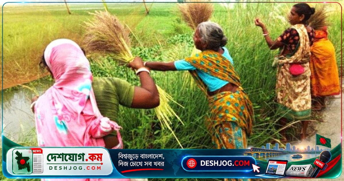 সিরাজগঞ্জের আদিবাসী নারীরা বিন্নার ফুল দিয়ে ঝাড়ু তৈরি করে জীবিকা নির্বাহ করছেন