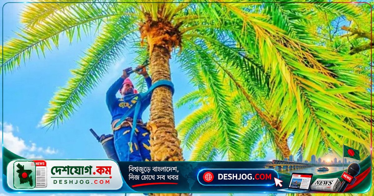 সিরাজগঞ্জের খেজুরগাছের রস সংগ্রহ মৌসুম শুরু: শ্রমিকদের কষ্টসাধ্য প্রস্তুতি ও ঐতিহ্যের হুমকি