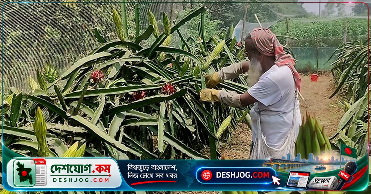 সিরাজগঞ্জে ড্রাগন ফল চাষের বাম্পার ফলন: কৃষকদের আয় বাড়ছে, অনাবাদি জমি উৎপাদনে আসছে