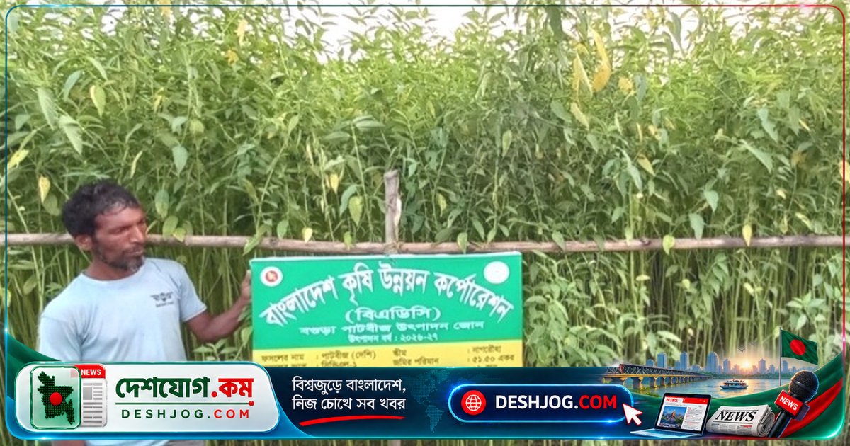 সিরাজগঞ্জের কৃষকরা পাট বীজ উৎপাদনে আগ্রহী: বীজ থেকে লাভের নতুন পথ খুলেছে