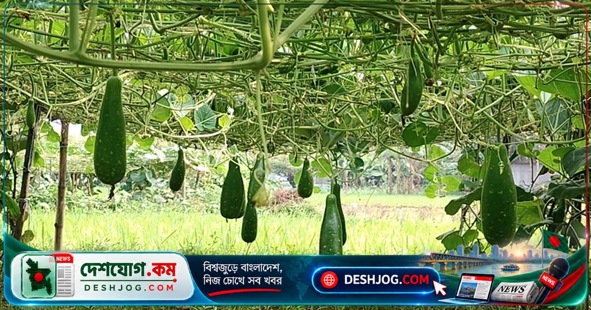 সিরাজগঞ্জে বন্যা মুক্তে লাউ চাষে বাম্পার ফলন ও লাভজনক বাজার দাম