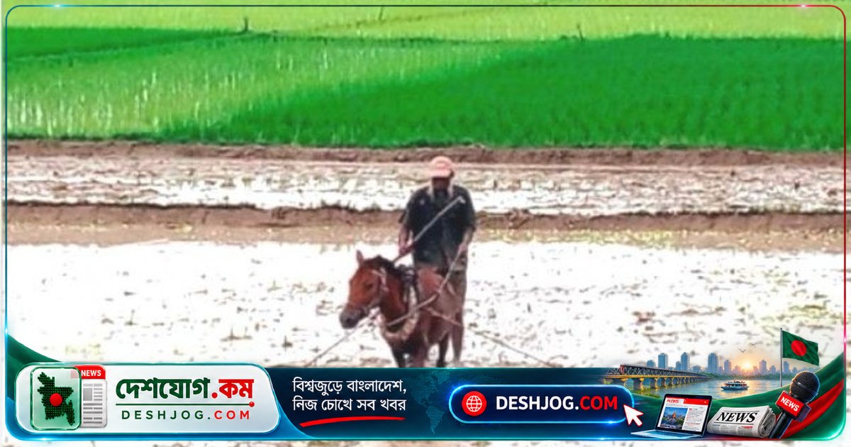 সিরাজগঞ্জের দরিদ্র কৃষক ঘোড়া দিয়ে জমি চাষ করে আয়ের পথ খুঁজে পেয়েছেন