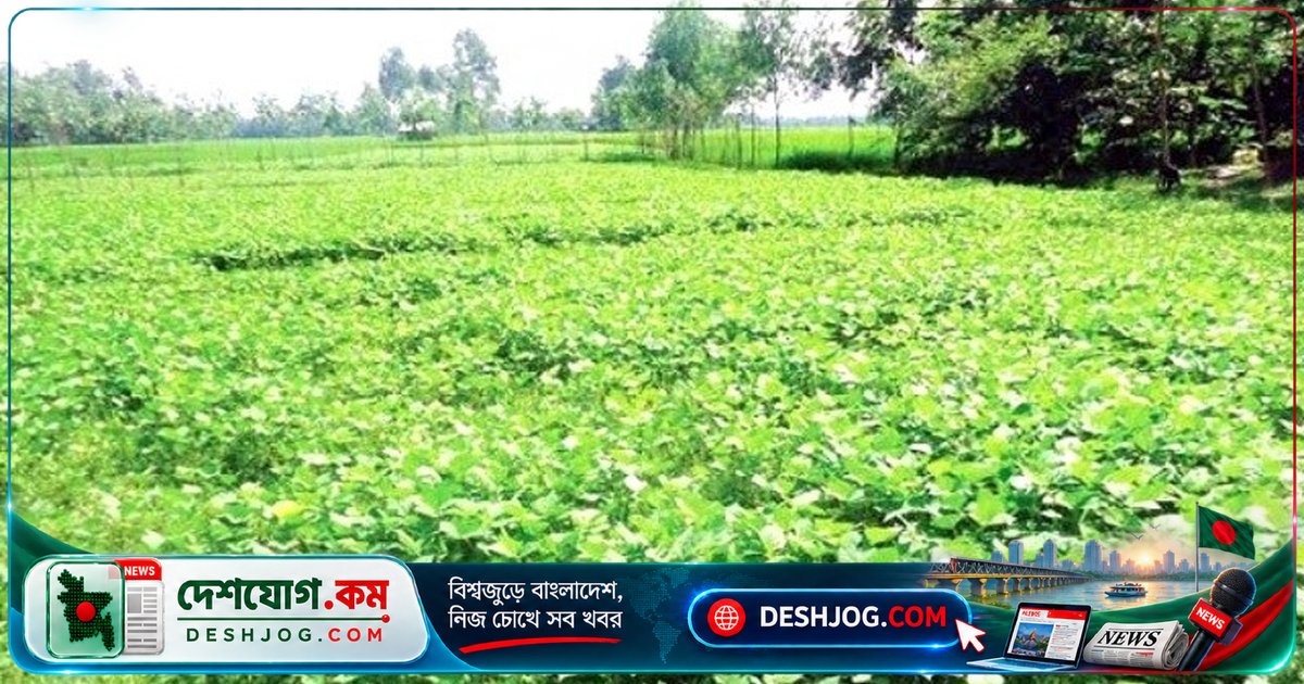 সিরাজগঞ্জের যমুনা চর: মাশকলাই চাষে কৃষকদের নতুন আশা ও লাভের স্বপ্ন