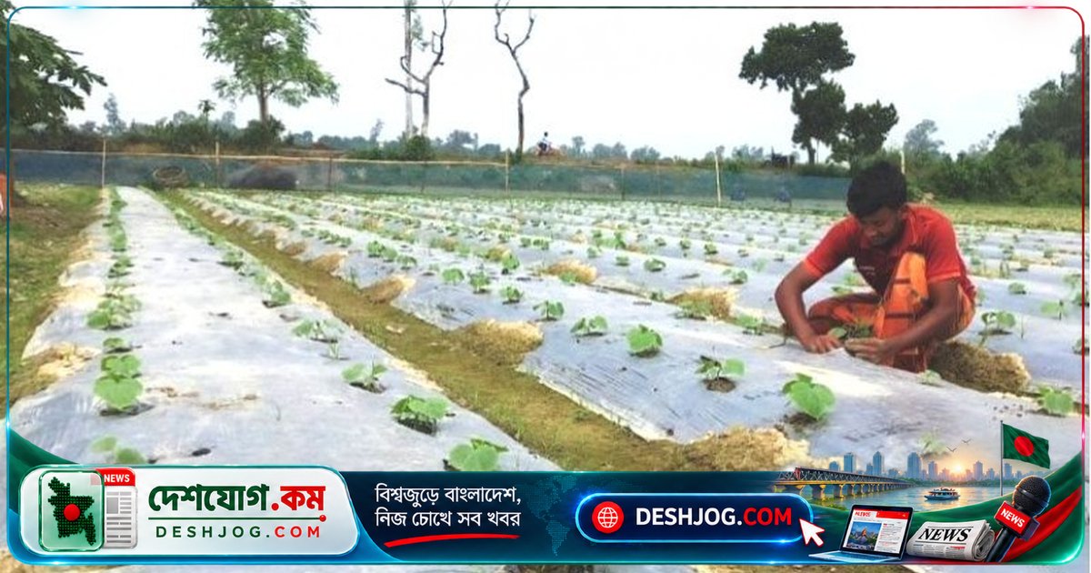 সিরাজগঞ্জে মালচিং পদ্ধতিতে শাকসবজি চাষে কৃষকরা পাচ্ছেন দুগুণ লাভ