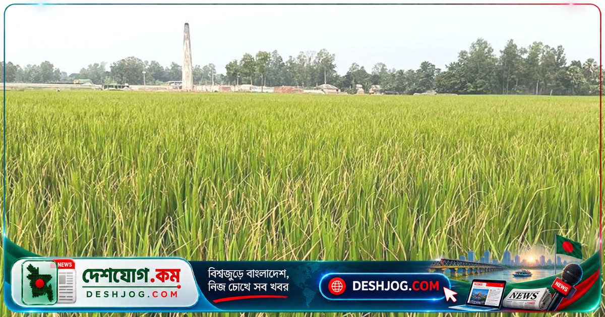 সিরাজগঞ্জের রায়গঞ্জে পাতাপোড়া রোগে আক্রান্ত ধানের ক্ষেতে বিপদ সংকেত: কৃষকদের উদ্বেগ