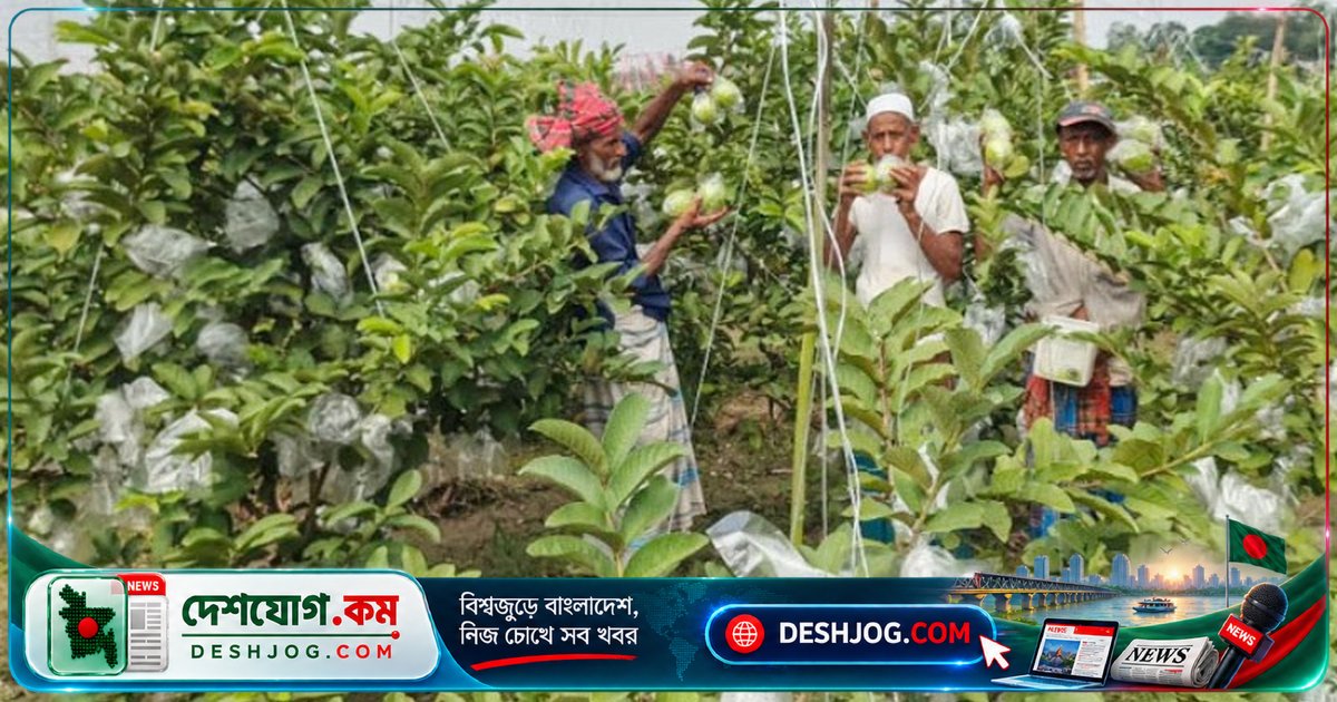সিরাজগঞ্জের পেয়ারা বাগানে বাম্পার ফলন: কৃষকরা দ্বিগুণ লাভে আগ্রহী