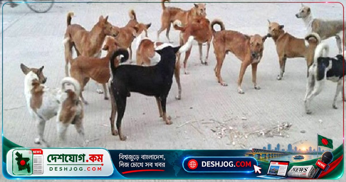 সিরাজগঞ্জে বেওয়ারিশ কুকুরের আক্রমণে জেলা জুড়ে আতঙ্ক: প্রতিদিন শতাধিক ভ্যাকসিনের জন্য হাসপাতালে ভিড়