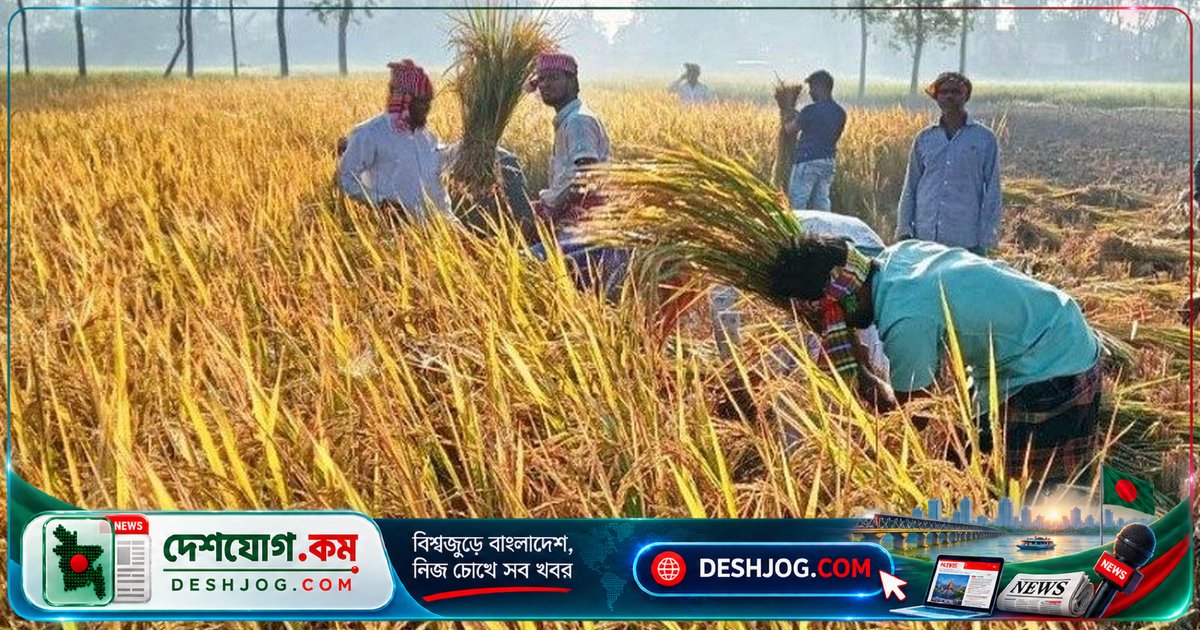 সিরাজগঞ্জে রোপা আমন ধানের কাটা শুরু: কৃষকদের আনন্দে ভরে যাচ্ছে মাঠ