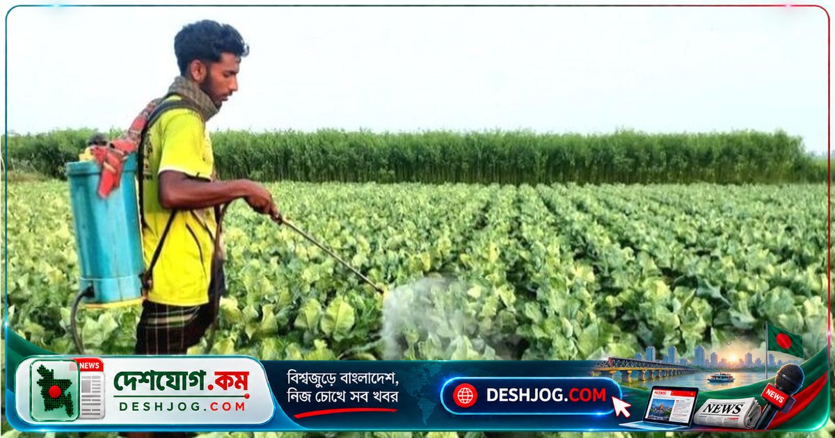 সিরাজগঞ্জের কৃষিজমিতে অতিরিক্ত রাসায়নিক ব্যবহারে মাটির উর্বরতা বিপদে: কৃষকদের দাবি, জৈব সার ছাড়া ফসল রক্ষা সম্ভব নয়