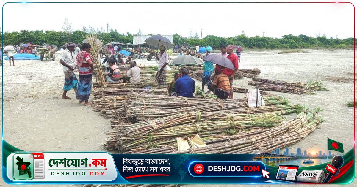 সিরাজগঞ্জের ১০ হাজার হেক্টর আখক্ষেতে বাম্পার ফলন, কৃষকদের মুখে হাসি ফুটেছে গুড় বিক্রির দামে
