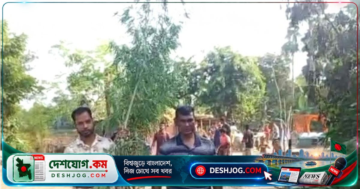 সিরাজগঞ্জের তাড়াশে ১২ ফুট গাঁজার গাছ উদ্ধার, মালিক পালিয়ে যান মামলার আশঙ্কায়