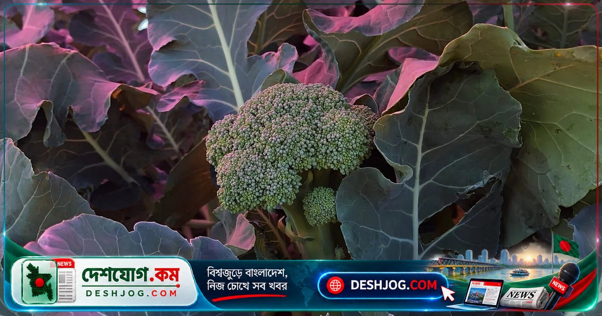 সোলার প্যানেলের নিচে চাষে ব্রকলির ফলন: গবেষণা প্রমাণ করে সম্ভাবনা