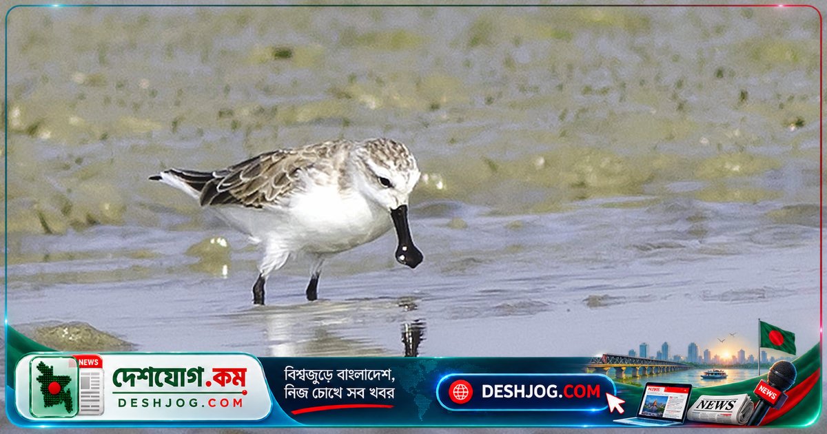 সোনাদিয়া দ্বীপের বিরল পরিযায়ী পাখিরা মহাবিপদে: সংখ্যা হ্রাসের আশঙ্কা