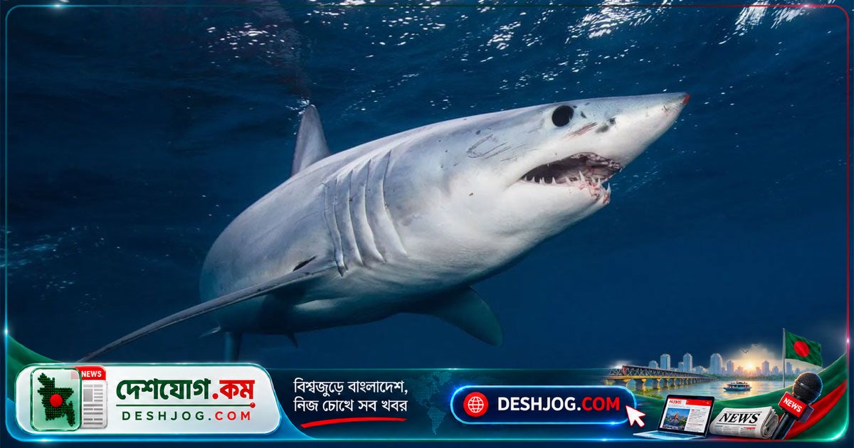দক্ষিণ আফ্রিকার সৈকতে হাঙরের আক্রমণে নিহত ৬৫ বছর বয়সী নারী, সকল সৈকত বন্ধ ঘোষণা