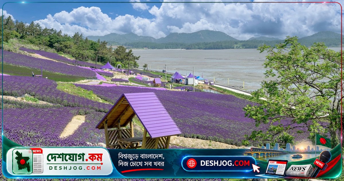 দক্ষিণ কোরিয়ার বেগুনি দ্বীপে রূপকথার মতো সেতু ও ফুলের মাঠে ডুবে যাওয়ার স্বপ্ন