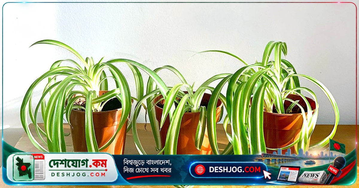 স্পাইডার প্ল্যান্ট: ঘরের বাতাস পরিষ্কার করতে পারে এমন সহজলভ্য সবুজ সহচর