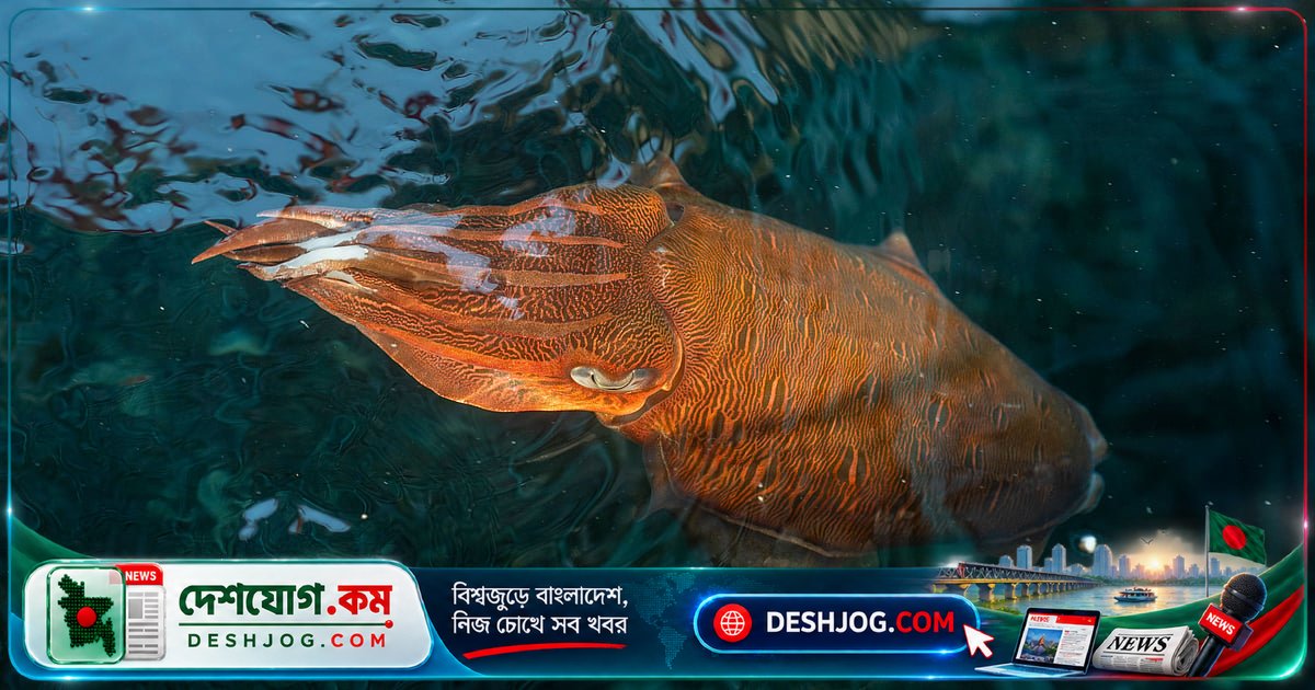 জলবায়ু পরিবর্তন ও মাছ শিকার: স্কুইডের সংখ্যা বাড়ার পেছনে রহস্য কী?