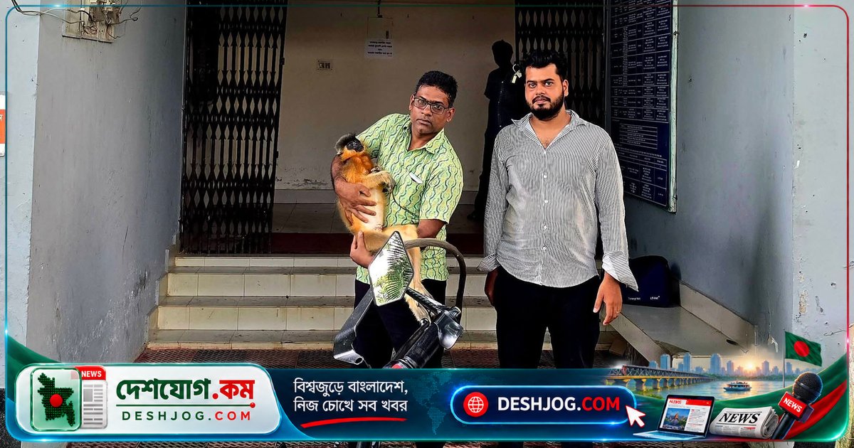 শ্রীমঙ্গল চা-বাগানে বিদ্যুতায়িত হনুমানের মৃত্যু: বন বিভাগের নিশ্চয়তা