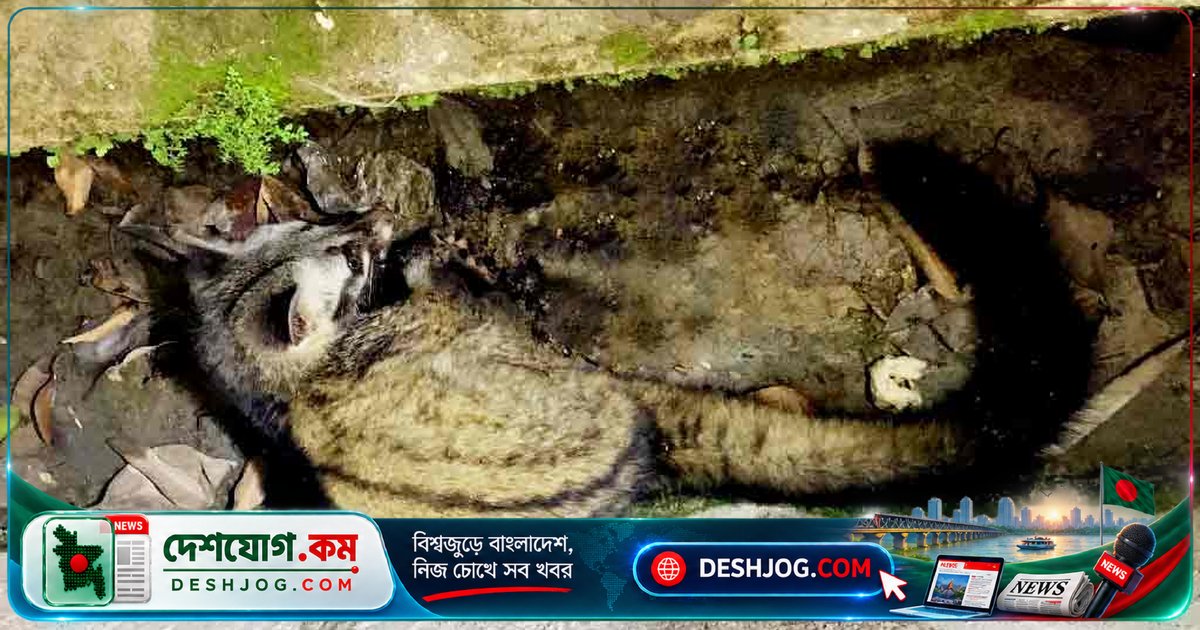 শ্রীমঙ্গলে দোকানে পড়ে যাওয়া গন্ধগোকুল উদ্ধার, কুষ্টিয়ায় ট্রাকচাপায় নিহত শ্যালো ইঞ্জিন চালক