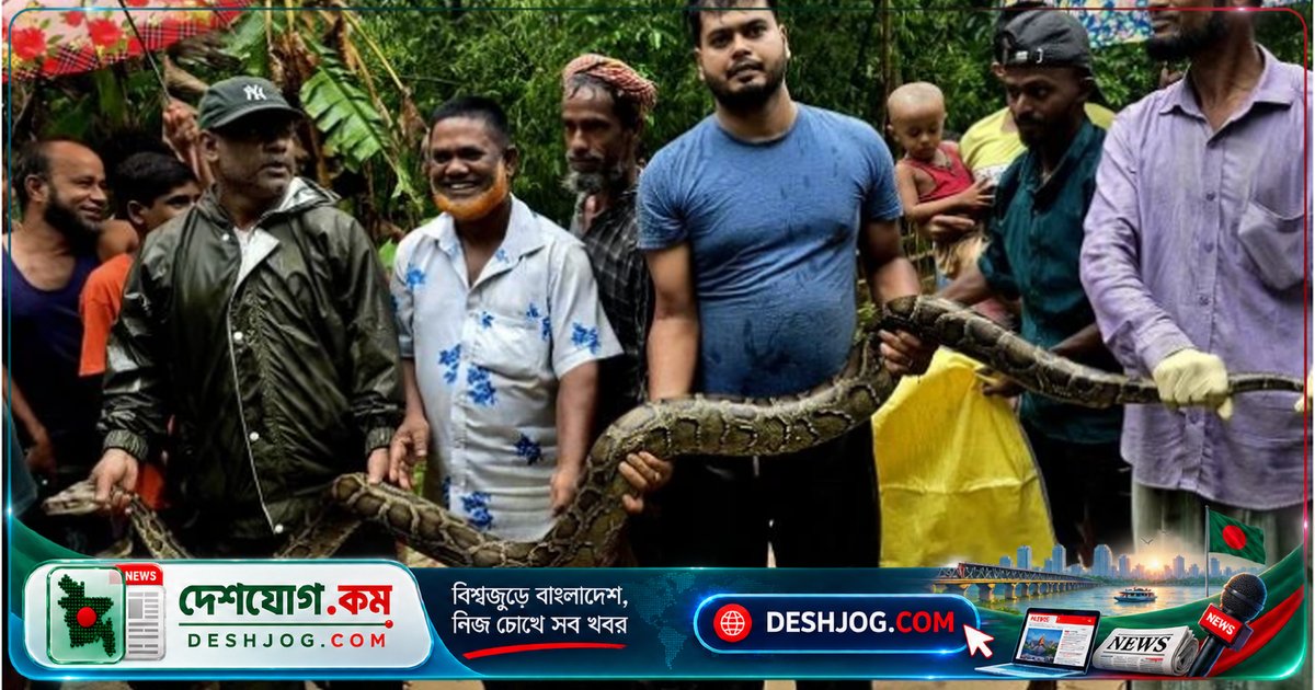 শ্রীমঙ্গলে বাড়ির আঙিনায় অজগর সাপের আতঙ্ক: বন্যপ্রাণী সেবা ফাউন্ডেশন উদ্ধার করে অক্ষত অবস্থায়