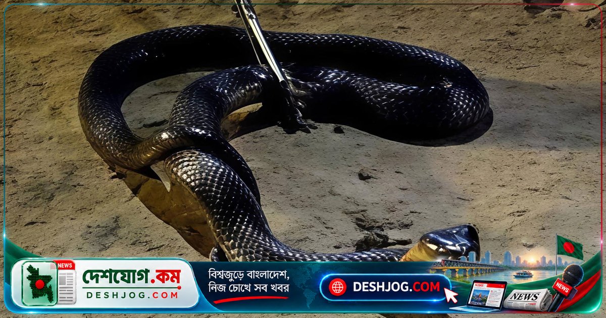 শ্রীমঙ্গলে বিষধর পদ্ম গোখরা সাপ উদ্ধার: বন্যপ্রাণী ফাউন্ডেশন কর্তৃক অক্ষত অবস্থায় নিরাপদে সংরক্ষণ