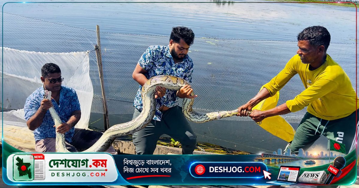 শ্রীমঙ্গলে মাছ ধরার জালে আটকে পড়া অজগর উদ্ধার, বন বিভাগের কর্মকর্তারা নিশ্চিত করেছেন অবমুক্তির পরিকল্পনা