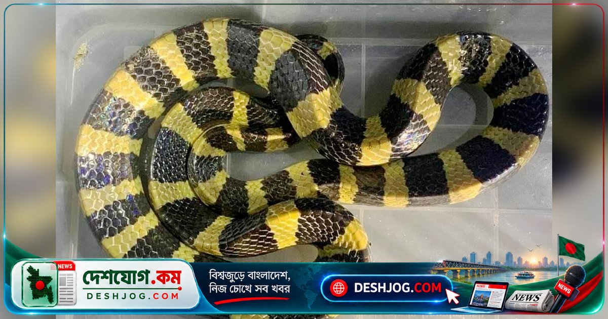 শ্রীমঙ্গলে বিপন্ন সাপ দুটি উদ্ধার: অজগর ও শঙ্খিনী সাপের জীবন রক্ষা