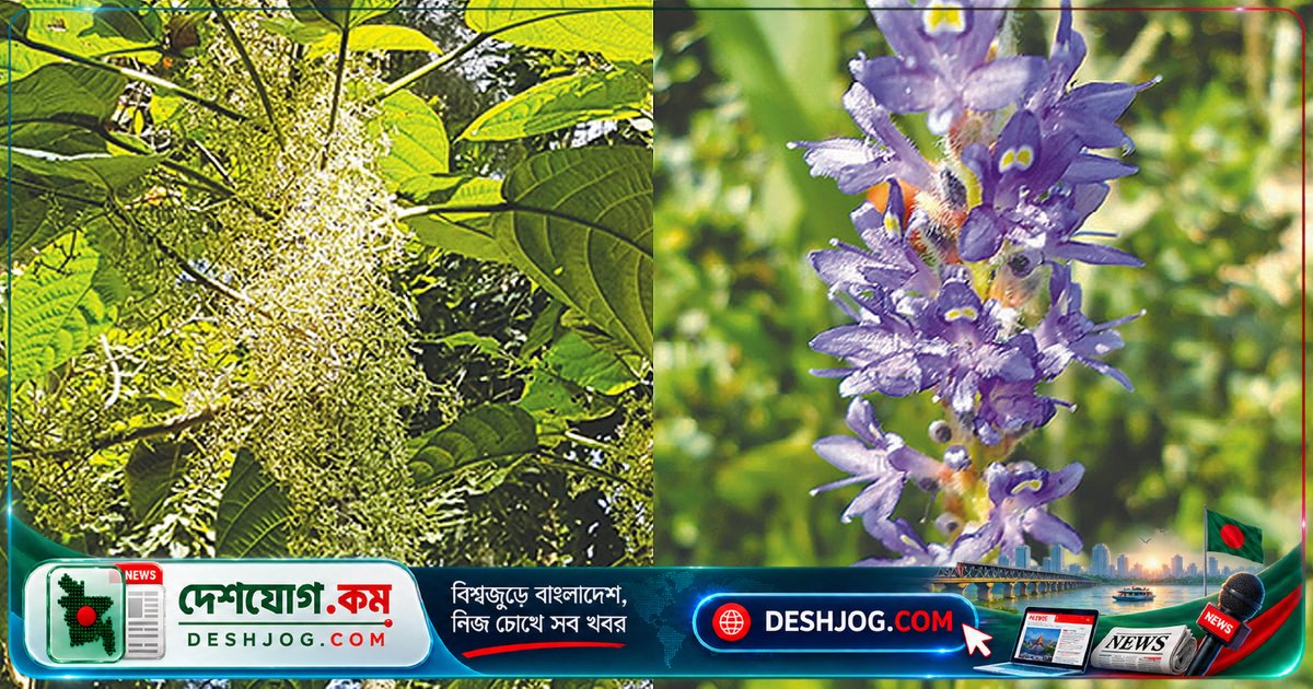 বিছুটি গাছের বিষাক্ত রোম থেকে জ্বর পর্যন্ত রোগ: চিকিৎসা ও ব্যবহারিক উপায়